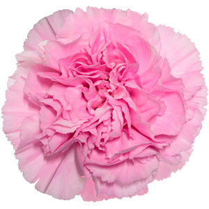 Carnation Clearwater  