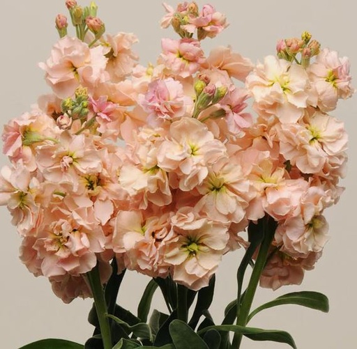 Mathiola Apricot/Peach 50/60cm KN