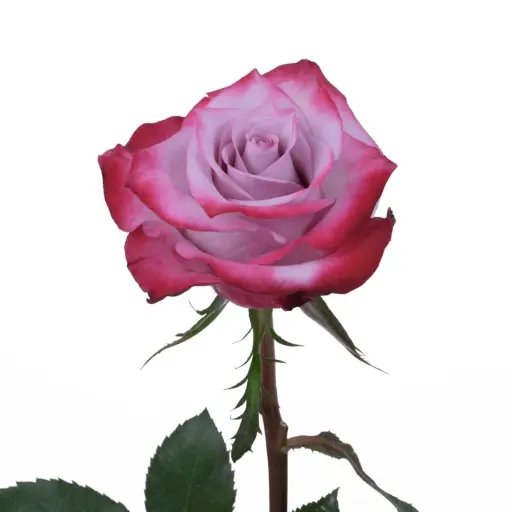 Rose Deep Purple 50cm EC