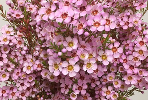 Wax Flower Pink