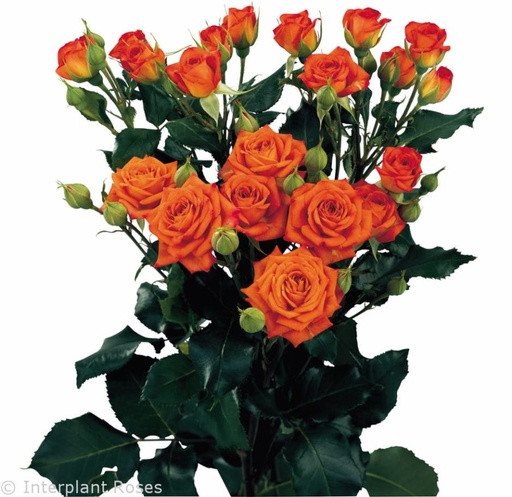 Spray Rose Orange Babe 50cm