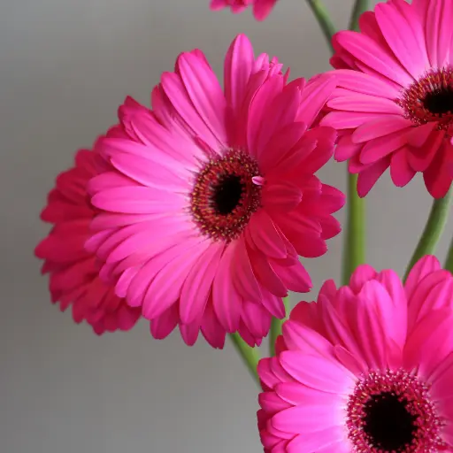 Gerbera Mini Anna 45cm - Hot Pink