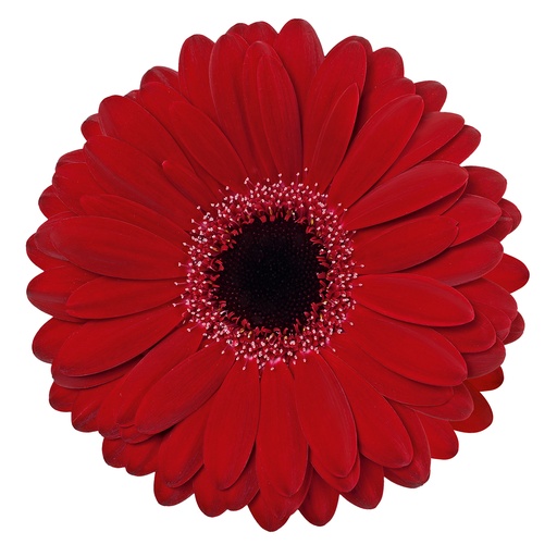 Gerbera Mini Black Tie 45cm - Red