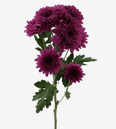 Chrysanthemum Lamira 70cm