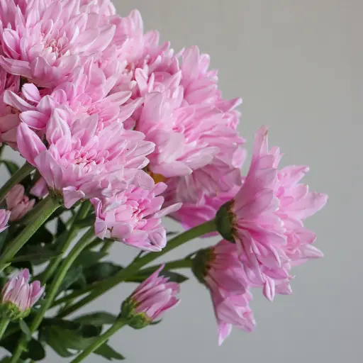 Chrysanthemum Nairobi Pink 70cm
