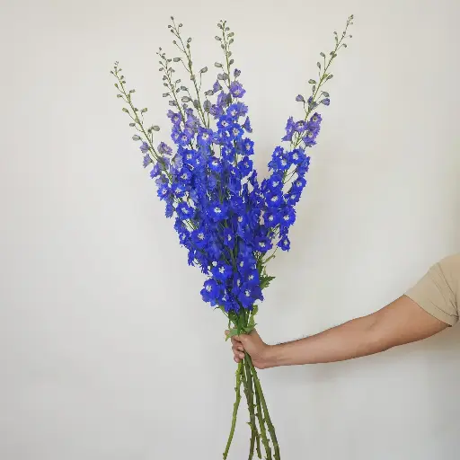 Delphinium Navy Blue 90cm