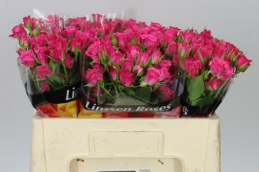 Spray Rose Lianne 50cm