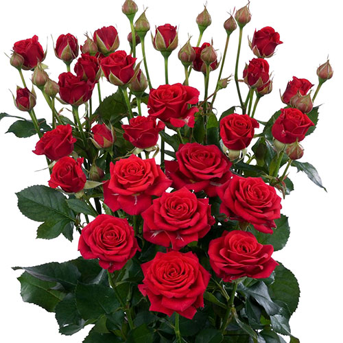 Spray Rose Mirable 50cm 