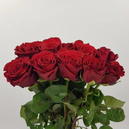 Rose Ever Red 60cm 