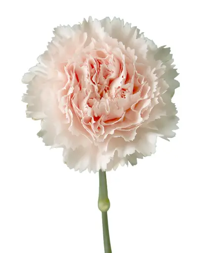 Carnation Hanoi
