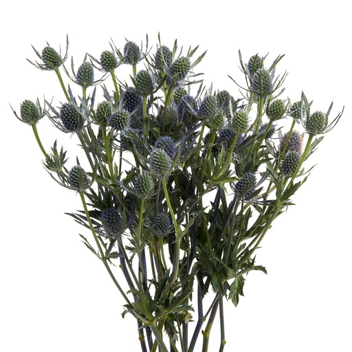 Eryngium 60cm 