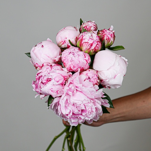 Paeonia Sarah Bernhardt 