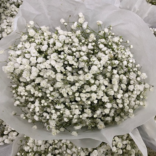 Gypsophila KN