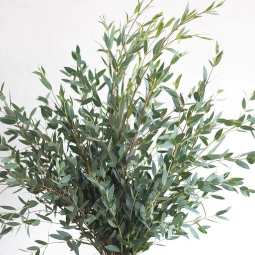 Eucalyptus Parvifolia 