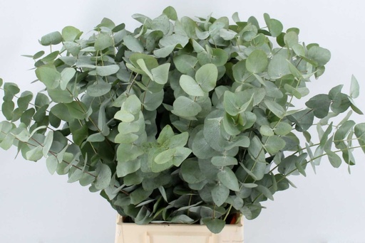 Eucalyptus Cinerea 