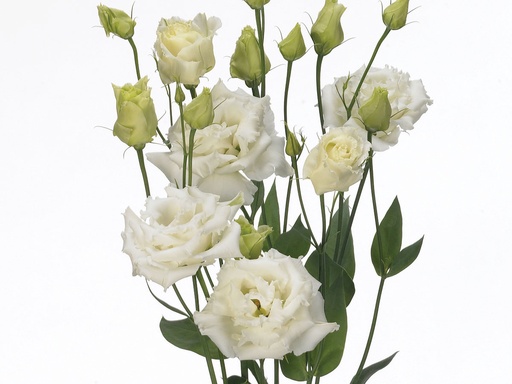 Eustoma Mix CN
