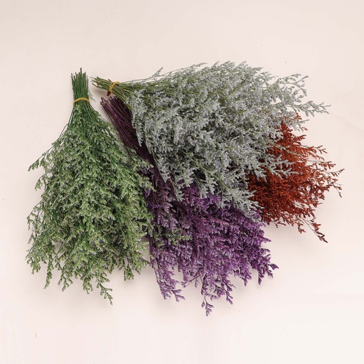 Limonium Mixed GKN103.5