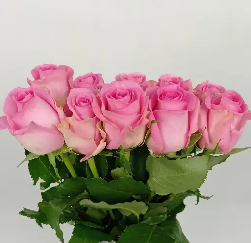 Rose Revival 60cm