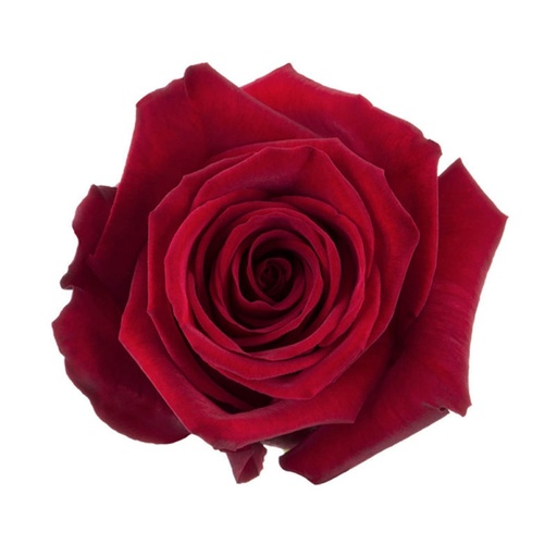 Rose Freedom 60cm EC