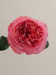 Rose Candy Xpression 40cm