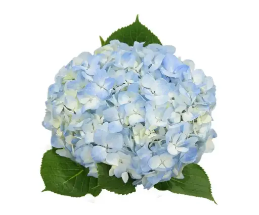 Hydrangea Premium Blue