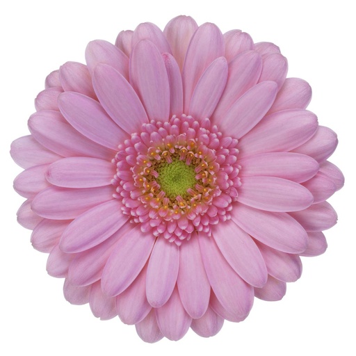 Gerbera Mini Kimsey 