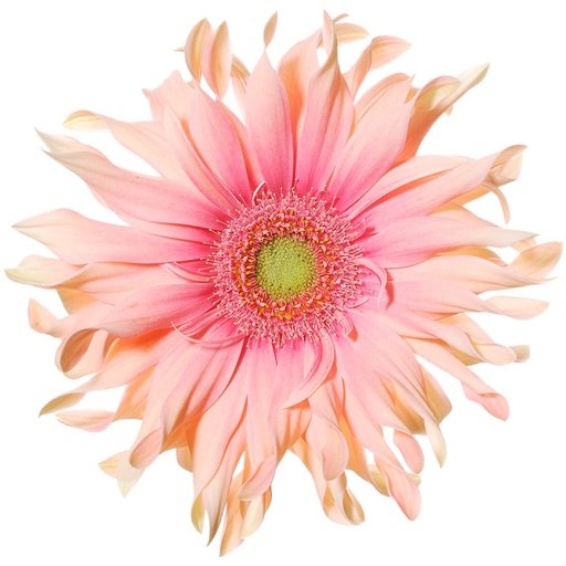 Gerbera Pasta Rosata