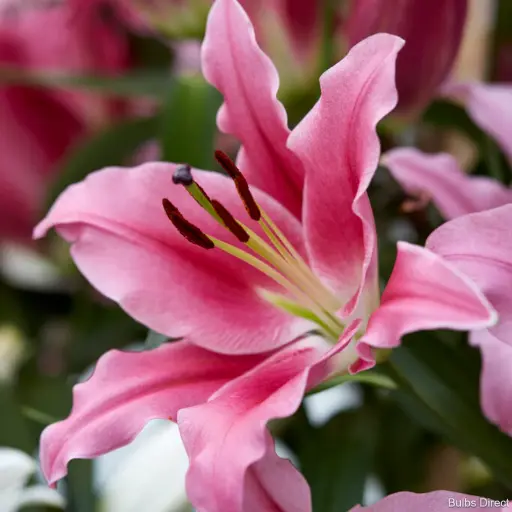 Lily or. Dalian 3+