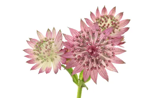 Astrantia Roma 