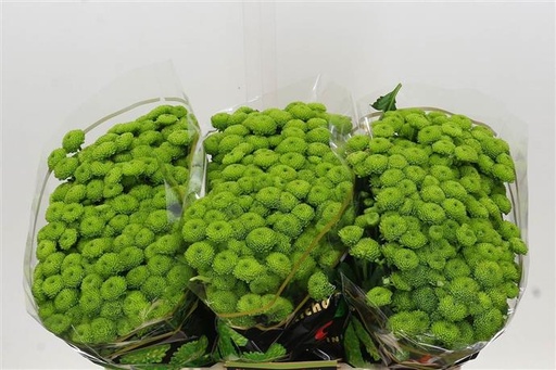 Chrysanthemum Santini Country 