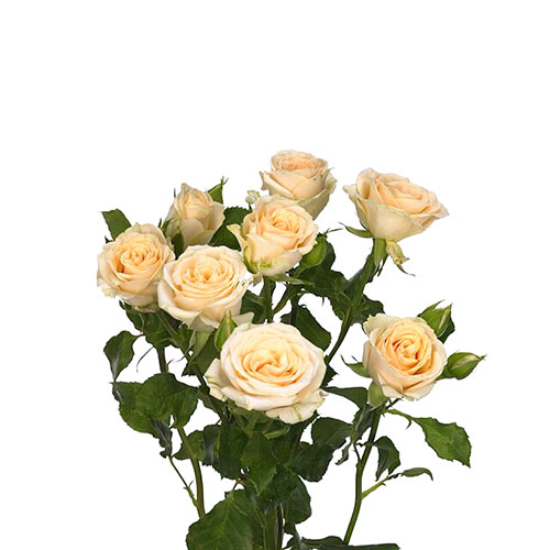Spray Rose Salinaro 50cm