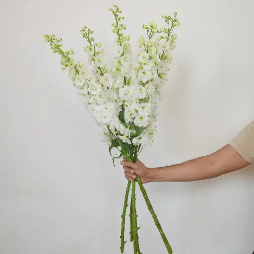 Delphinium Snow White 80cm