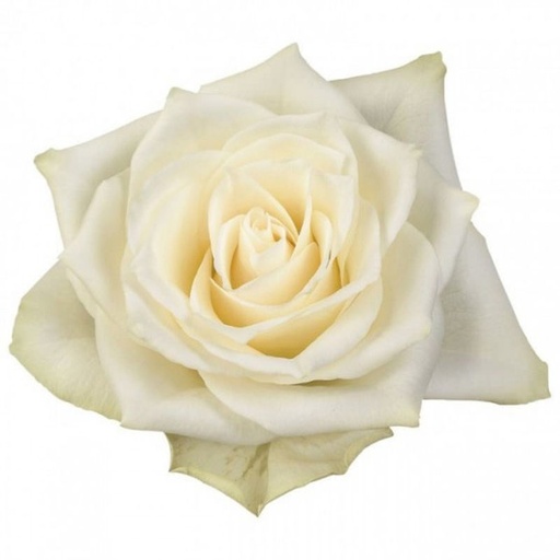 Rose Athena 50cm KN