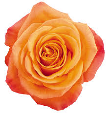 Rose Confidential 50cm