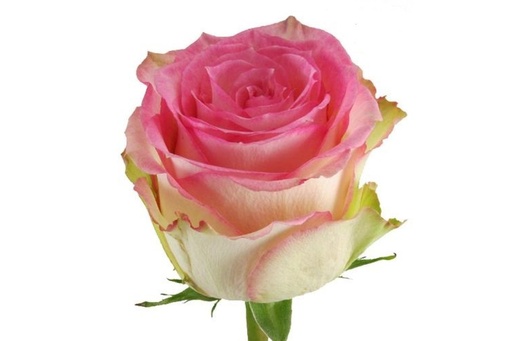 Rose Esperance 50cm