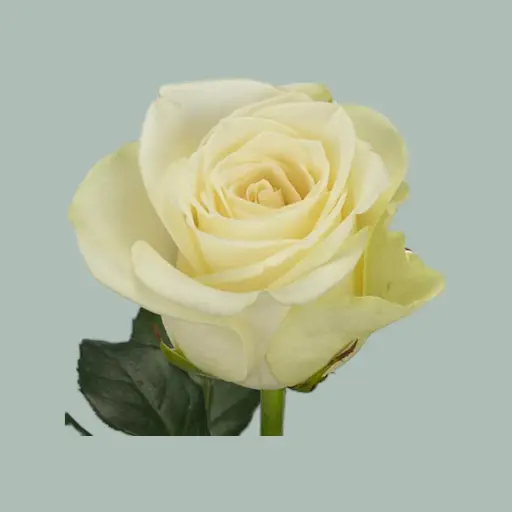 Rose Snowstorm 50cm
