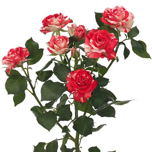 Spray Rose Firework 50cm