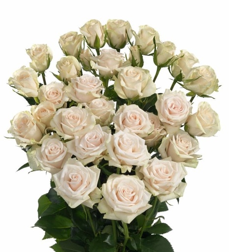 Spray Rose Porcelina Premium 50cm