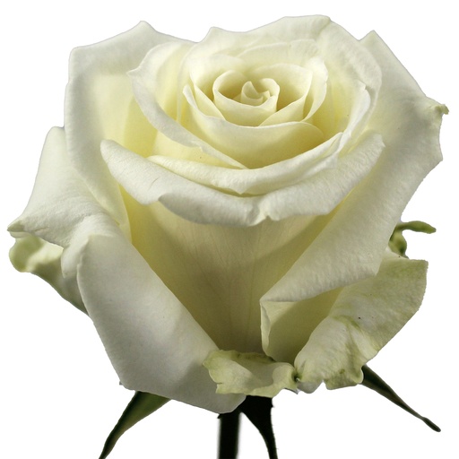 Rose Novavita 50cm