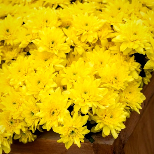 Chrysanthemum Pina Colada Yellow 70cm