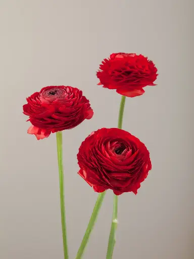 Ranunculus Elegance Red