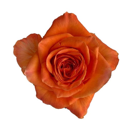 Rose King's Day 40cm