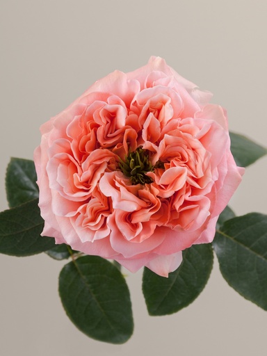 Rose Mandarin Xpression ECU 50cm