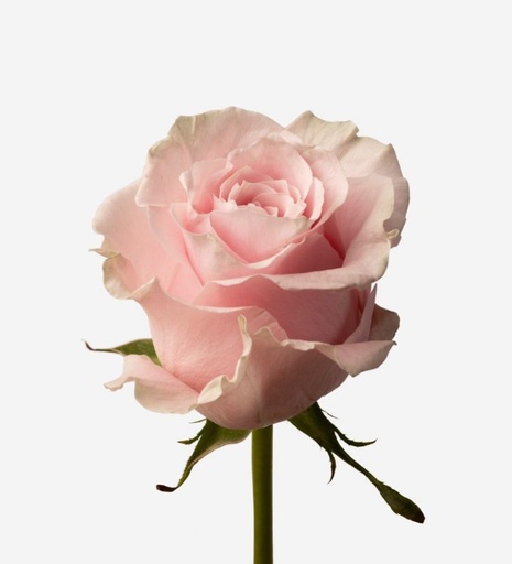 Rose Pink Mondial 50cm EC
