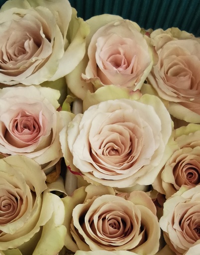 Rose Quick Sand 50cm EC
