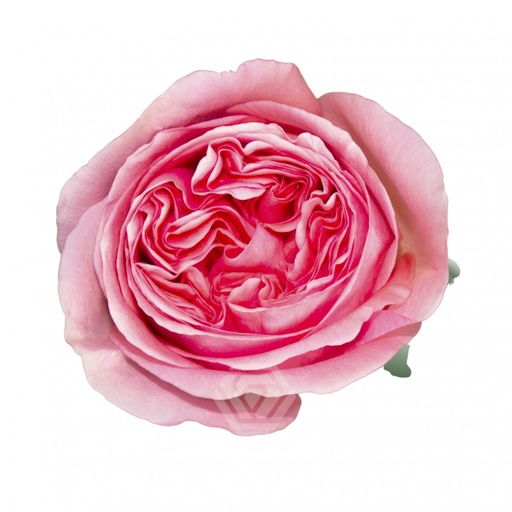 Roses Pink Xpression 40cm  EC