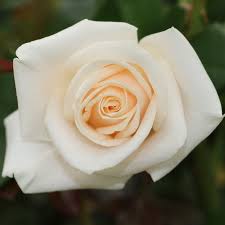 Rose Vendela 50cm EC