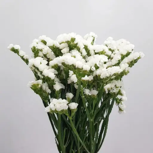 Statice White 70cm  