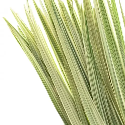China Grass White
