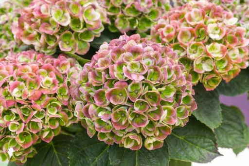 Hydrangea Amathyst 50Cm 15Ø 